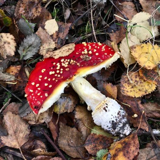 Red toadstool (Fly agaric)