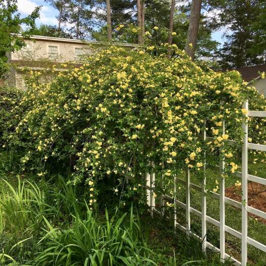 Rosa banksiae lutea (Lady Banks' rose)
