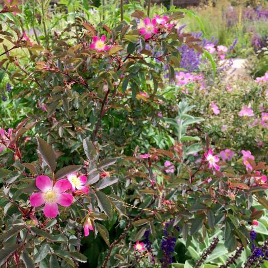 Rosa glauca in a flower border