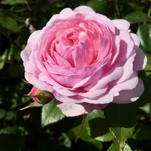 Rosa 'Olivia Rose Austin'