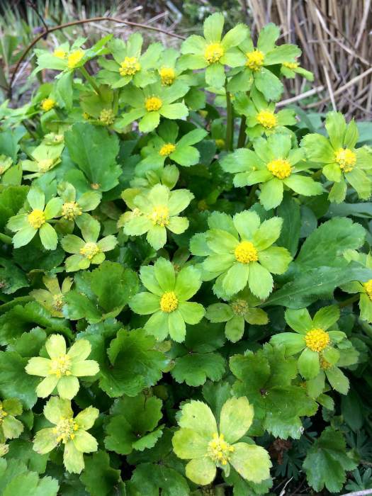 Sanicula epipactis (syn Hacquetia epipactis)