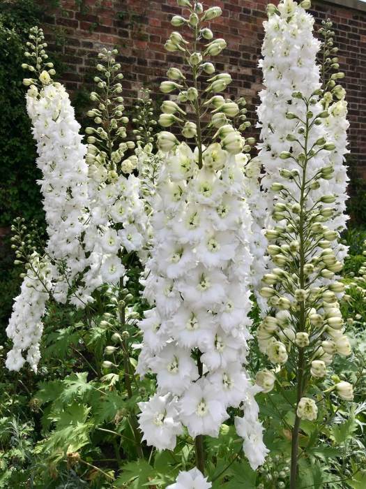 White delphinium in a walled garden