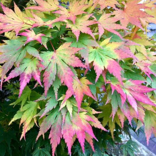 Acer leaves with pink tips in autumn
