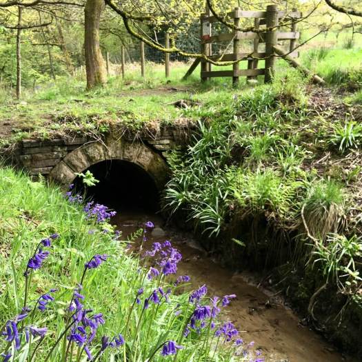Arched bridge with bluebells