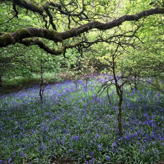 Bluebells in Sunnyhurst Wood