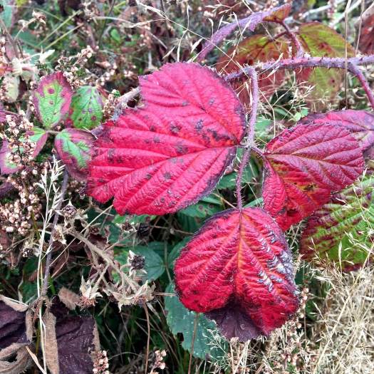 Bramble with bold red autumn colour amongst dried heather and grasses