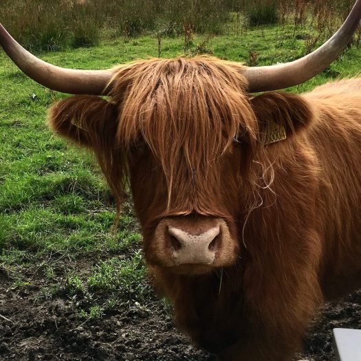 Brown highland cow with shaggy mane