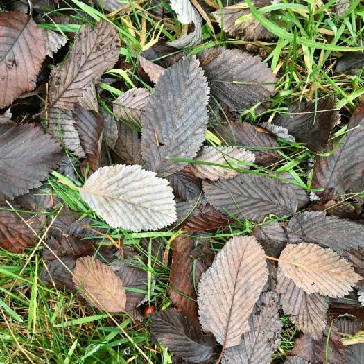 Brown leaves fallen from a tree
