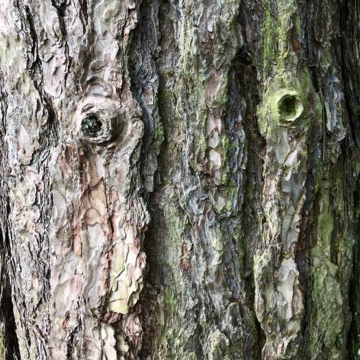Branch stubs look like eyes on a tree