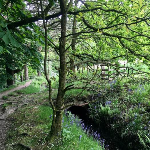 Woodland scene with bluebells growing beside water