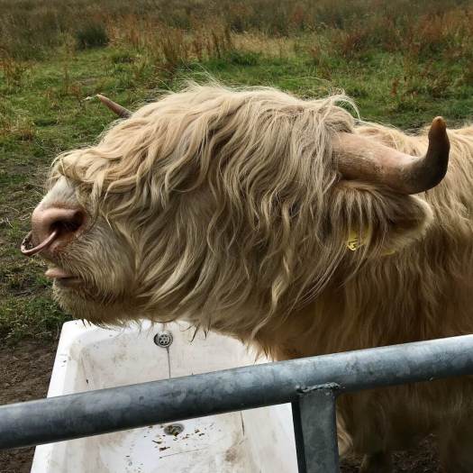 Highland bull with ring in nose and tongue slightly out