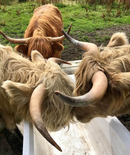 Highland cattle locking horns over an empty water station
