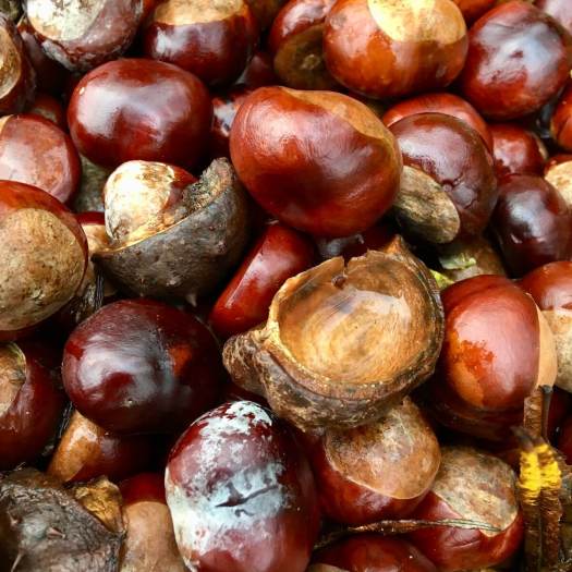 Seeds of The Horse Chestnut or Conker Tree (Aesculus hippocastanum ...