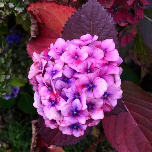 Hydrangea with red and orange autumn leaves
