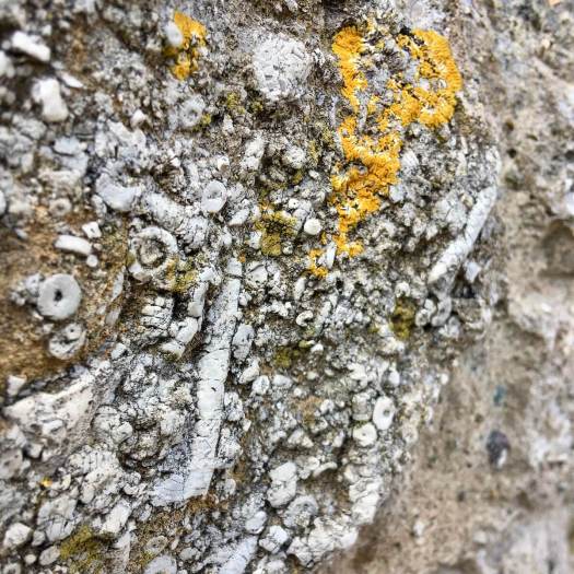 Fossils and lichens on a coastal wall
