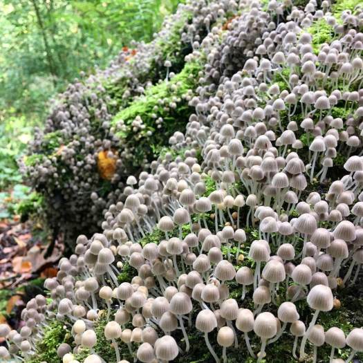 Miniature fungi forest