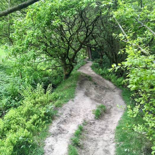 Narrow woodland path