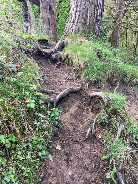 Path between tree roots to leat