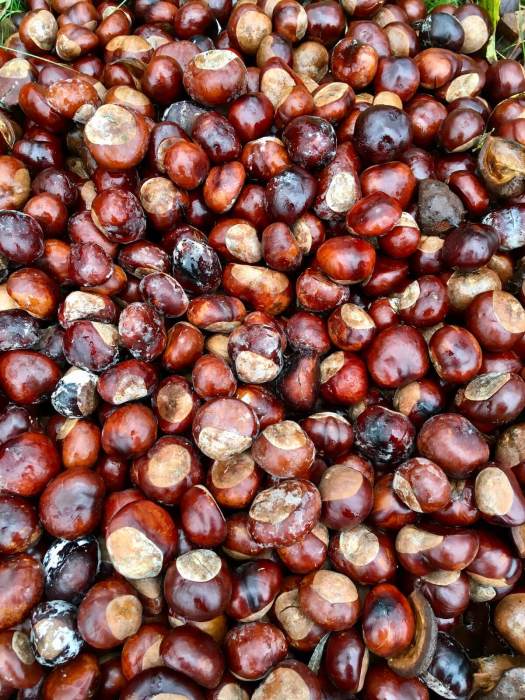 Pile of brown, shiny conkers
