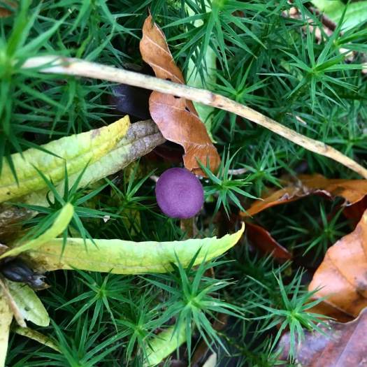 Small purple toadstool