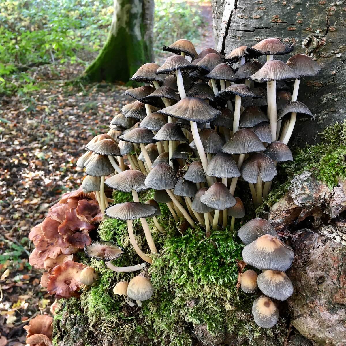Tree Toad Stools WalkingSquares: Toadstools – Susan Rushton