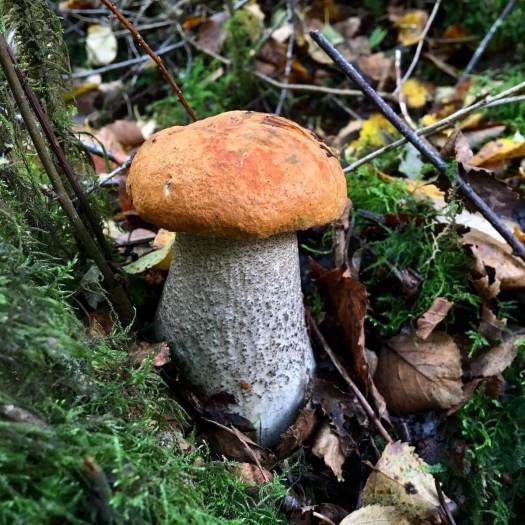 Toadstool with thick stalk and brown cap