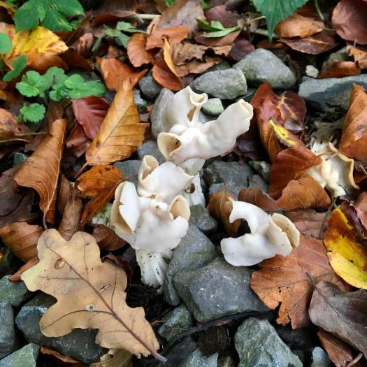 Helvella (elfin saddle fungi)