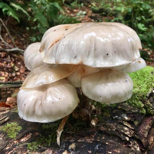 Wet-looking toadstool