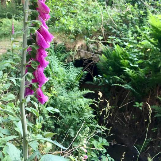 Wild foxglove with ferns