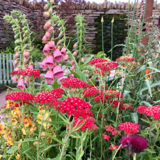 Achillea and digitalis