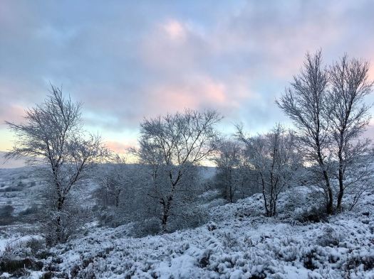 Young Birch trees in snow