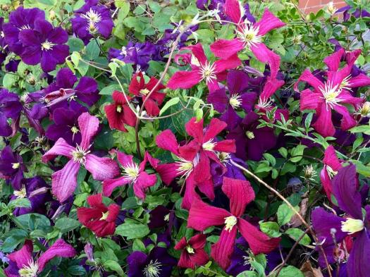 Clematis