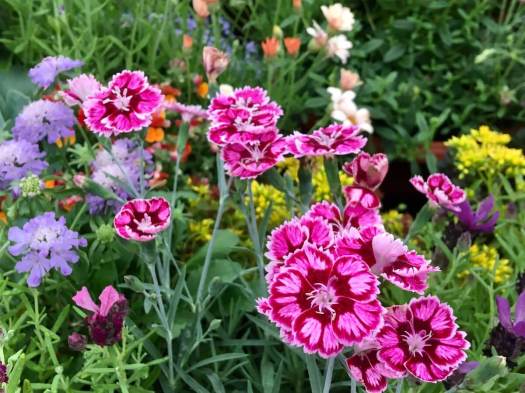Dianthus, scabious, lavender and other flowers
