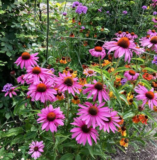 Echinacea, helenium and verbena