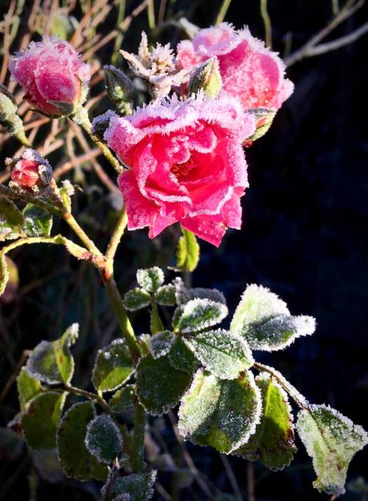 Frost-edged roses and buds