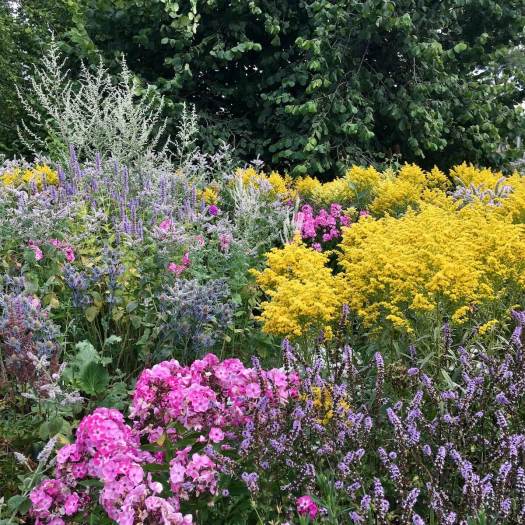 Phlox and goldenrod in a flower border