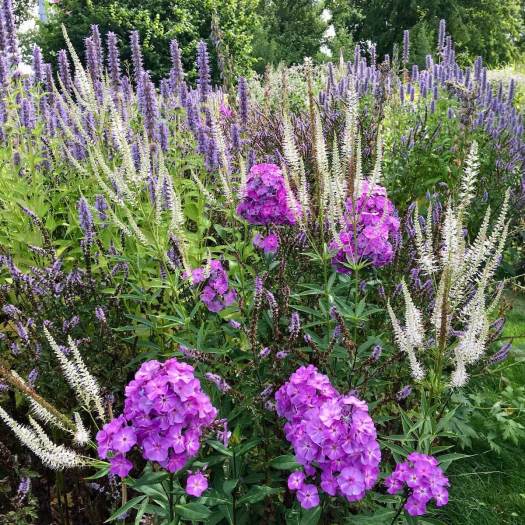 Purple phlox with other flowers