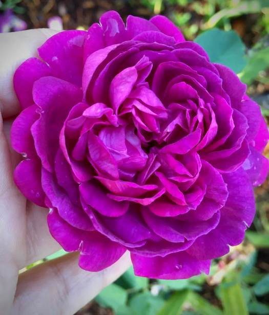 Purple rose