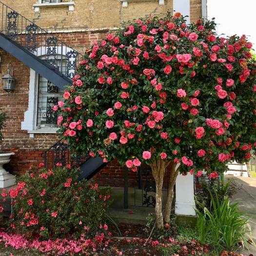 Standard camellia tree