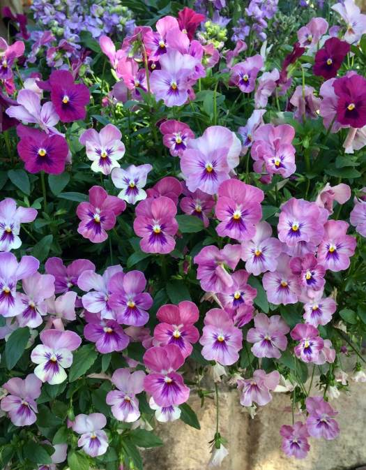 Tumbling violas