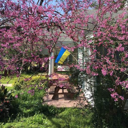 Ukraine flag with blossom