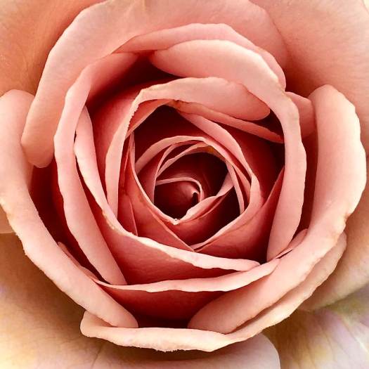 'Koko Loco' rose close up