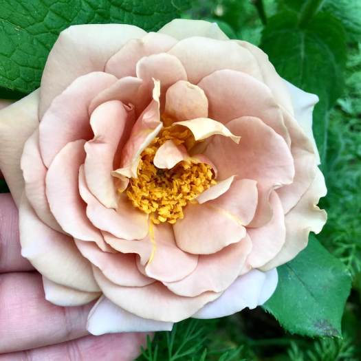 Rosa 'Koko Loko' | Cafe au lait coloured rose with golden stamens