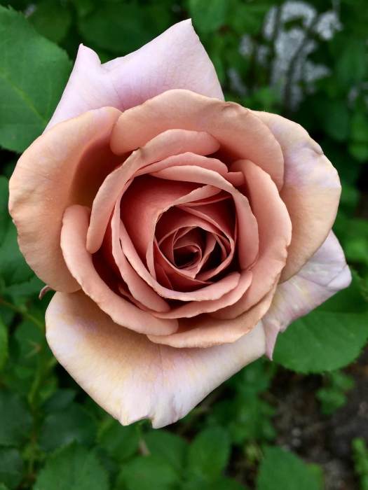 Rosa 'Koko Loko' is a lilac brown rose