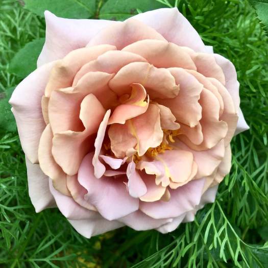 Rosa 'Koko Loko' is a mix of pale chocolate brown and lilac shades