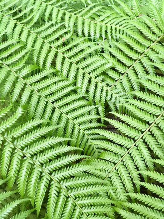 Dicksonia antarctica (Tree fern)