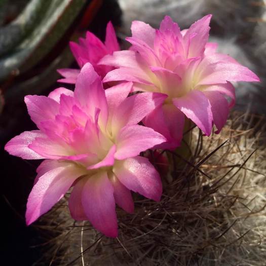 Neoporteria with pink double flowers