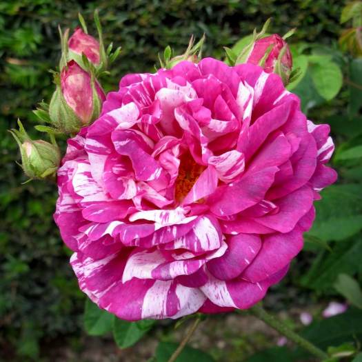 Rosa 'Camaieux' - striped rose
