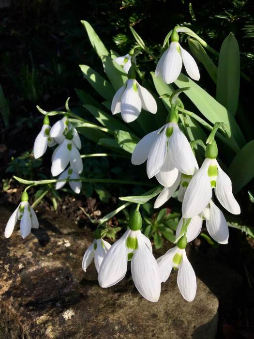 Snowdrops