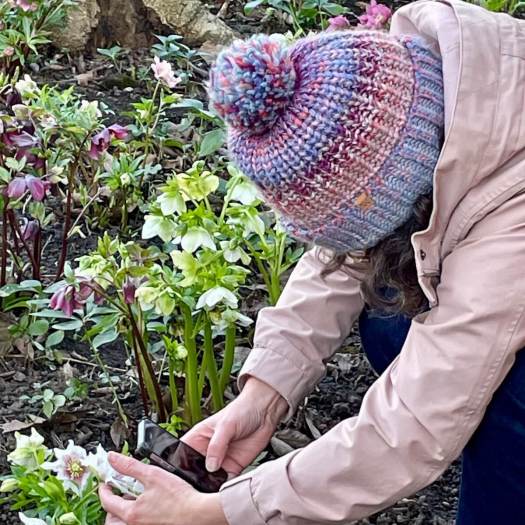 Woman wrapped up in coat and bobble hat taking a picture of a hellebore